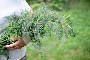 Large bunch of dill in the hands of an elderly woman in the garden, harvesting in the backyard