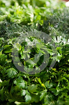 Large bunch of dill and parsley.