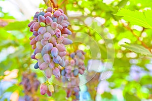 Large bunch of grapes on background of green foliage.