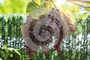Large bunch of grapes hang from a vine, Close Up of red wine grapes