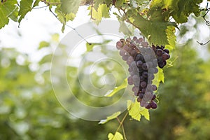 Large bunch of grapes hang from a vine, Close Up of red wine grapes