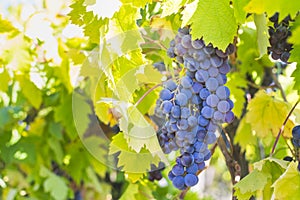 Large bunch of grapes hang from a vine, Close Up of red wine grapes