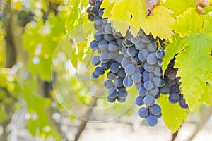 Large bunch of grapes hang from a vine, Close Up of red wine grapes