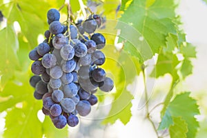 Large bunch of grapes hang from a vine, Close Up of red wine grapes