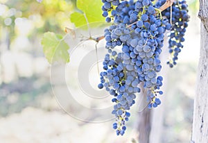 Large bunch of grapes hang from a vine, Close Up of red wine grapes