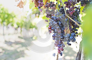 Large bunch of grapes hang from a vine, Close Up of red wine grapes