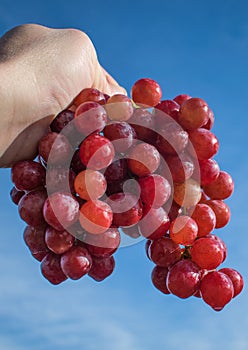 Large bunch of grapes held in hand.