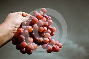 Large bunch of grapes held in hand. Harvesting the vineyard. The benefits of eating grapes