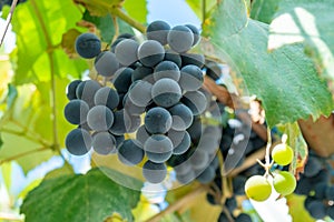 Large bunch of grapes Isabella hang from a vine, Close Up of red wine grapes