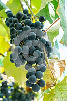 Large bunch of grapes Isabella hang from a vine, Close Up of red wine grapes