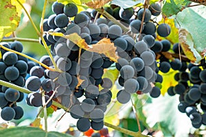 Large bunch of grapes Isabella hang from a vine, Close Up of red wine grapes