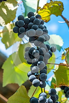 Large bunch of grapes Isabella hang from a vine, Close Up of red wine grapes