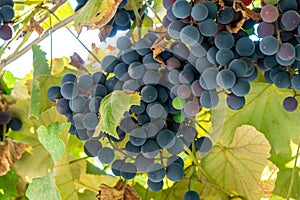 Large bunch of grapes Isabella hang from a vine, Close Up of red wine grapes