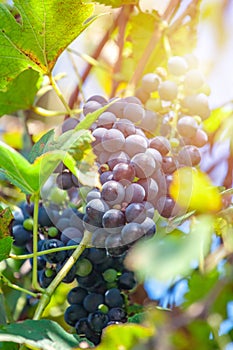 Large bunch of grapes Isabella hang from a vine, Close Up of red wine grapes