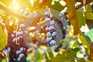 Large bunch of grapes Isabella hang from a vine, Close Up of red wine grapes