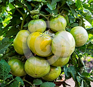 A large bunch of green tomatoes ripen on the bush