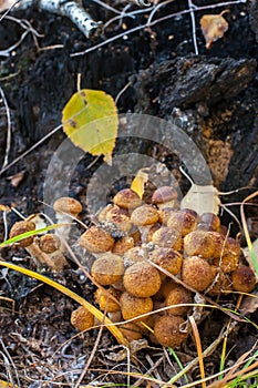 A large bunch of mushrooms in the grass near the stump close-up
