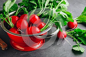 Large bunch of raw fresh garden radish in red colander