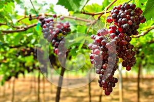 Large bunch of red wine grapes hang from a vine.