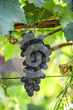 Large bunch of red wine grapes hang from a vine, warm. Ripe grapes with green leaves. Nature background with Vineyard