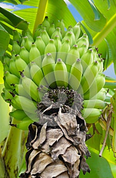 A Large Bunch of Ripening Bananas