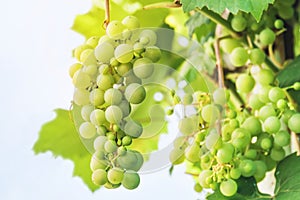 A large bunch of small grapes on a light white background grows in the garden. Fresh green grapes. Isolated on white
