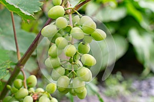 A large bunch of white ripe grapes on a branch in the garden