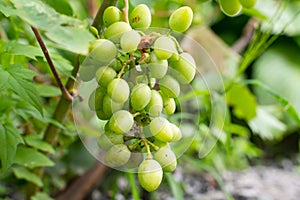 A large bunch of white ripe grapes on a branch in the garden