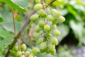 A large bunch of white ripe grapes on a branch in the garden