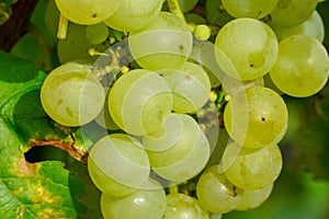 Large bunch of white wine grapes hang from a vine with green leaves.