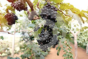 Large bunch of wine grapes hangs from grapes