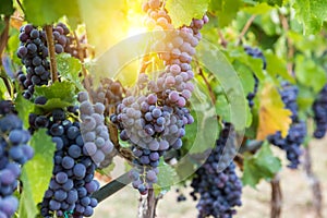 Large bunche of red wine grapes hang from a vine.