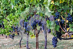 Large bunche of red wine grapes hang from a vine. photo