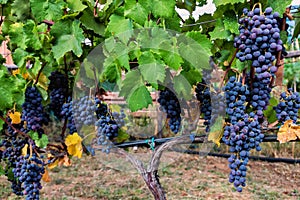 Large bunche of red wine grapes hang from a vine. photo