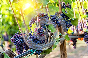 Large bunche of red wine grapes hang from a vine. photo