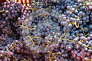 Large bunche of red wine grapes hang from a vine. photo