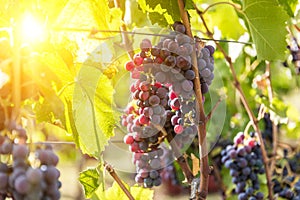 Large bunche of red wine grapes hang from a vine. photo