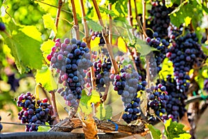 Large bunche of red wine grapes hang from a vine. photo