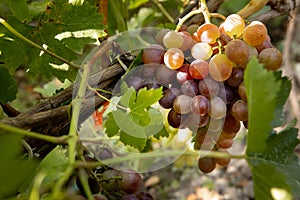 Large bunche of red wine grapes hang from a vine. Ripe grapas photo