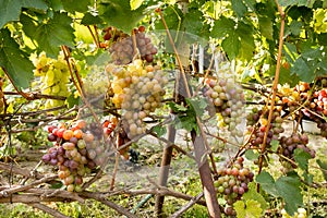 Large bunche of red wine grapes hang from a vine. Ripe grapas photo