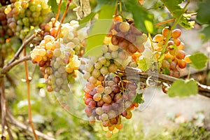 Large bunche of red wine grapes hang from a vine. Ripe grapas photo