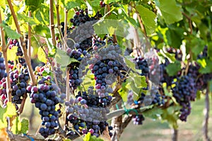 Large bunche of red wine grapes hang from a vine. photo