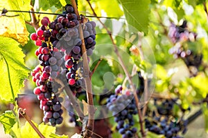 Large bunche of red wine grapes hang from a vine. photo