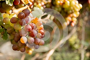 Large bunche of red wine grapes hang from a vine. Ripe grapas photo