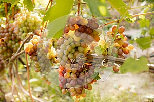 Large bunche of red wine grapes hang from a vine. Ripe grapas