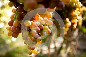 Large bunche of red wine grapes hang from a vine. Ripe grapas photo