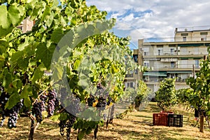 Large bunche of red wine grapes hang from a vine. Ripe grapas photo