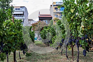 Large bunche of red wine grapes hang from a vine. Ripe grapas photo