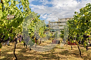 Large bunche of red wine grapes hang from a vine. Ripe grapas photo