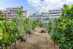 Large bunche of red wine grapes hang from a vine. Ripe grapas photo